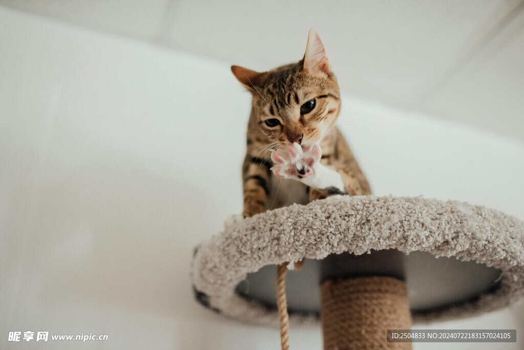 猫