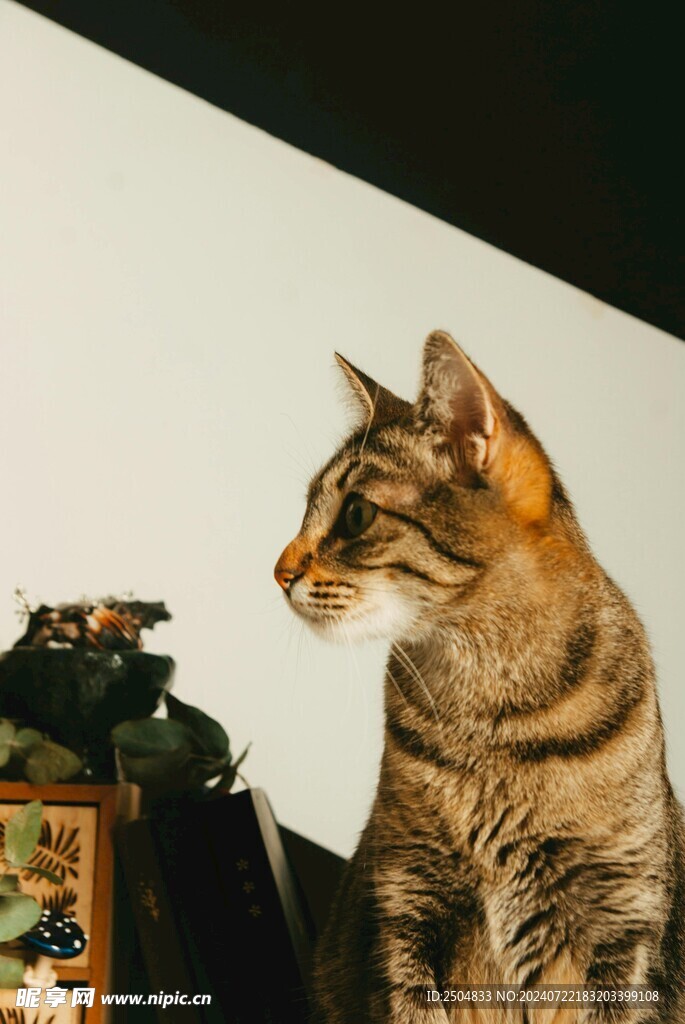 猫