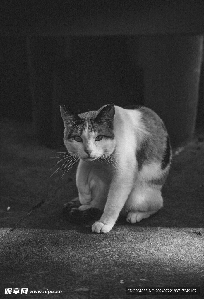 猫