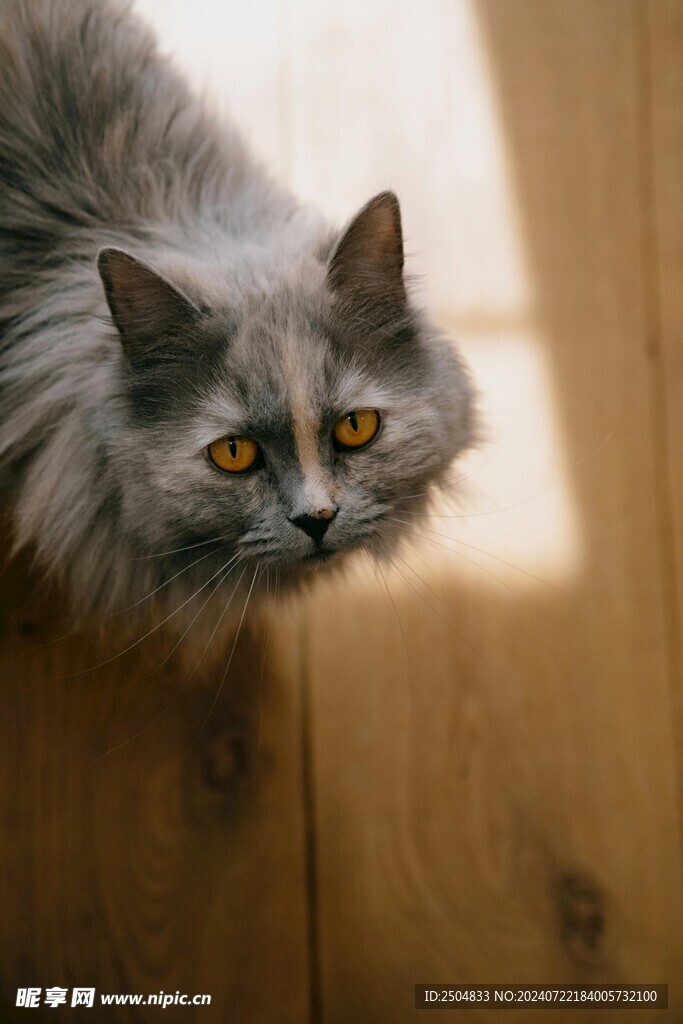 猫