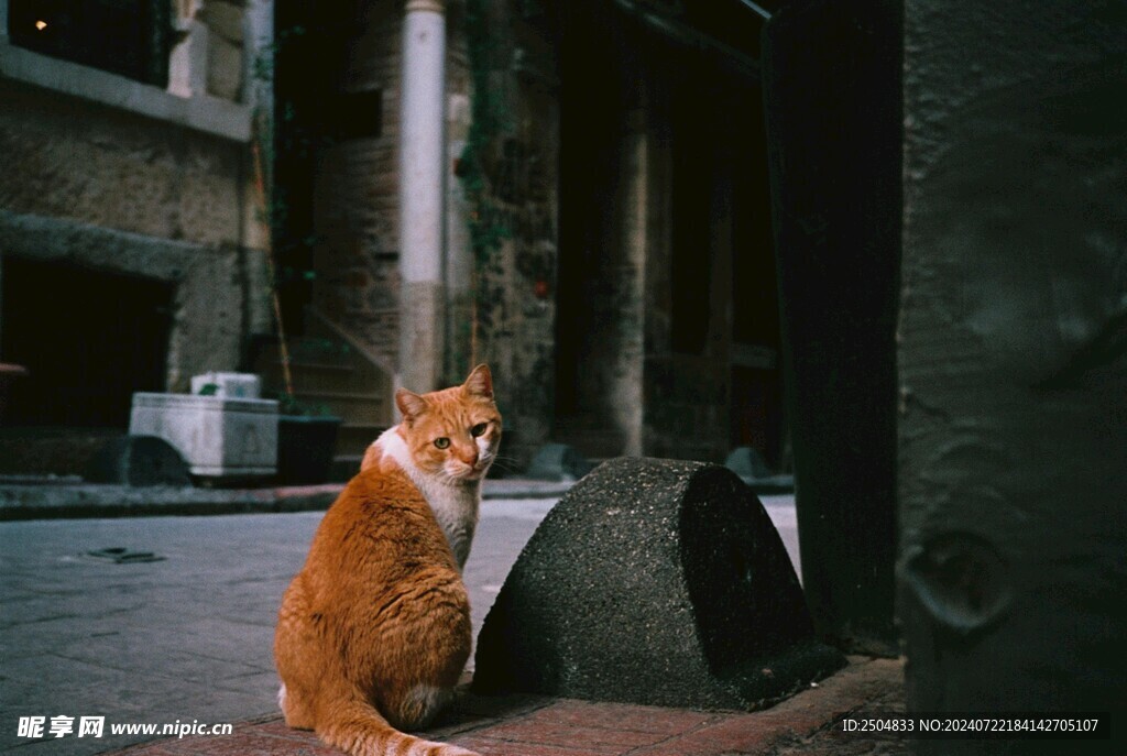 猫