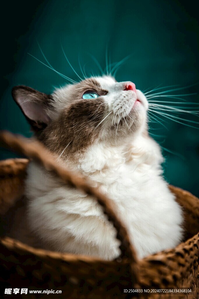 猫