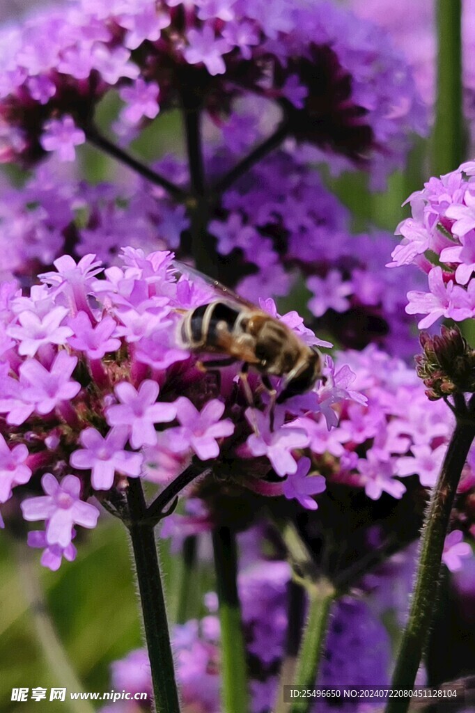 马鞭草  蜜蜂