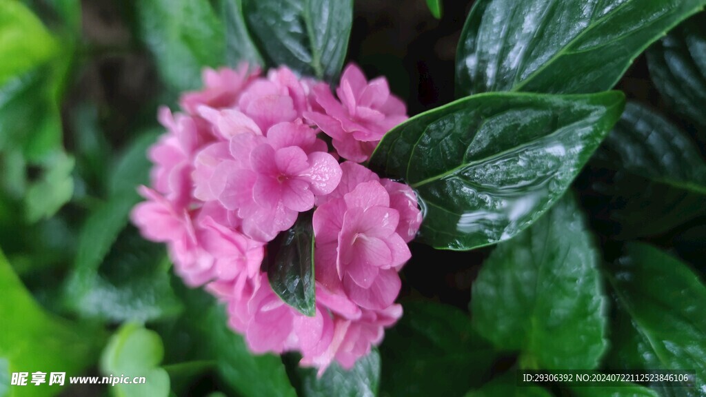 花