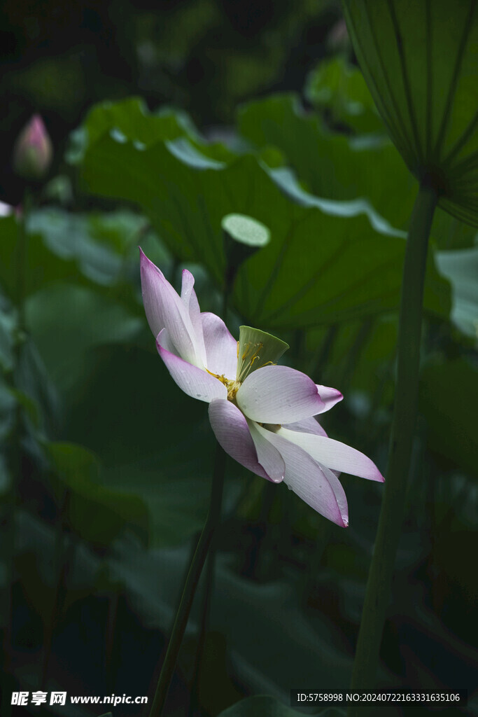 荷花池