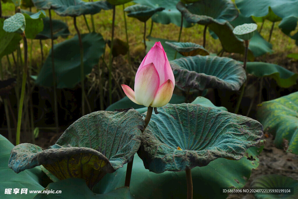 花蕾艳丽