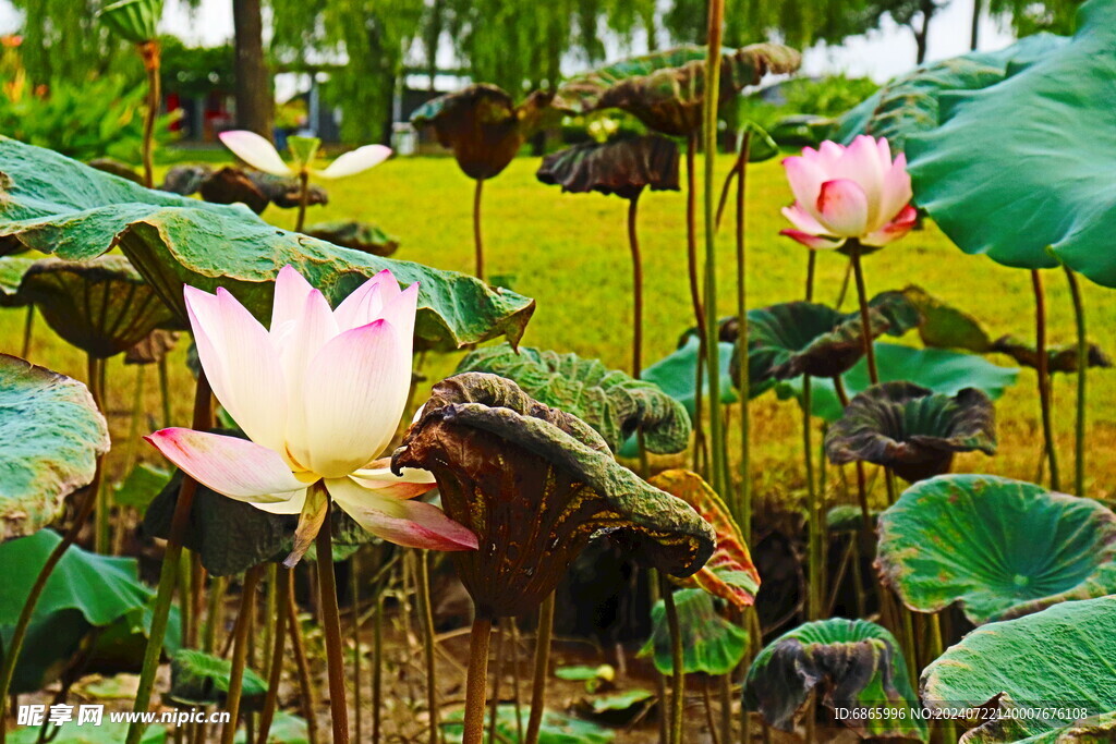 两朵荷花