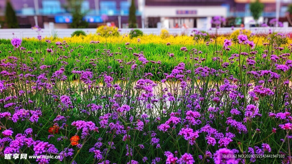 花朵