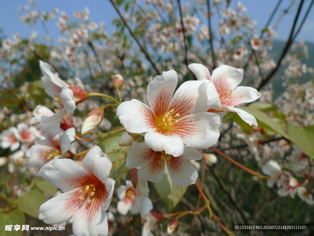 油桐花