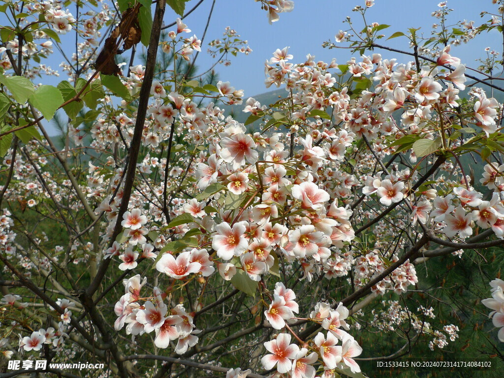 油桐花