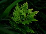 蕨类植物