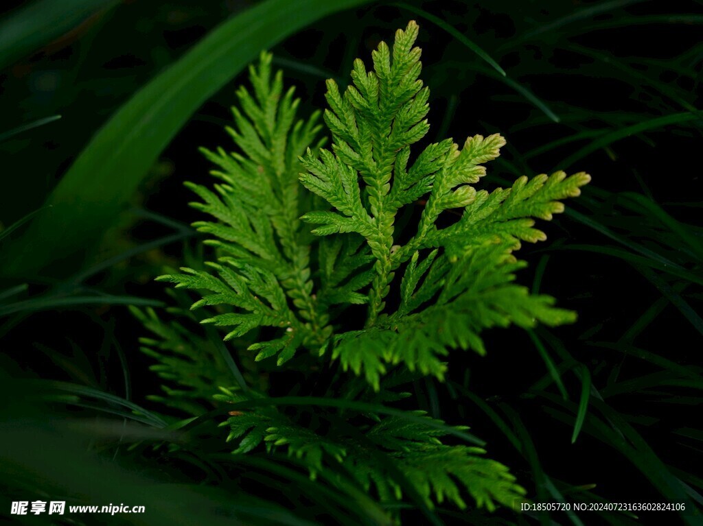 蕨类植物