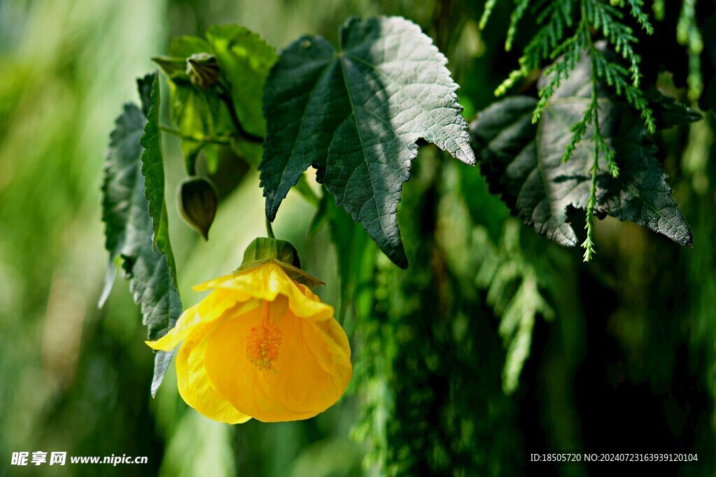 芙蓉花