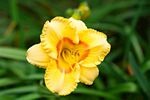 黄花菜