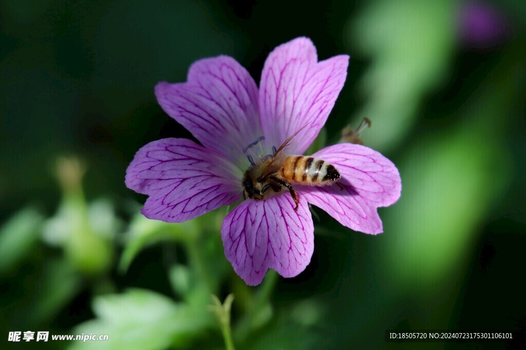 蜜蜂