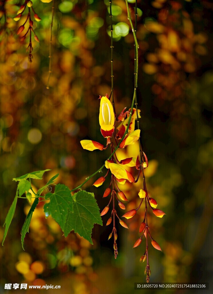 美丽花卉