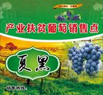 葡萄销售点