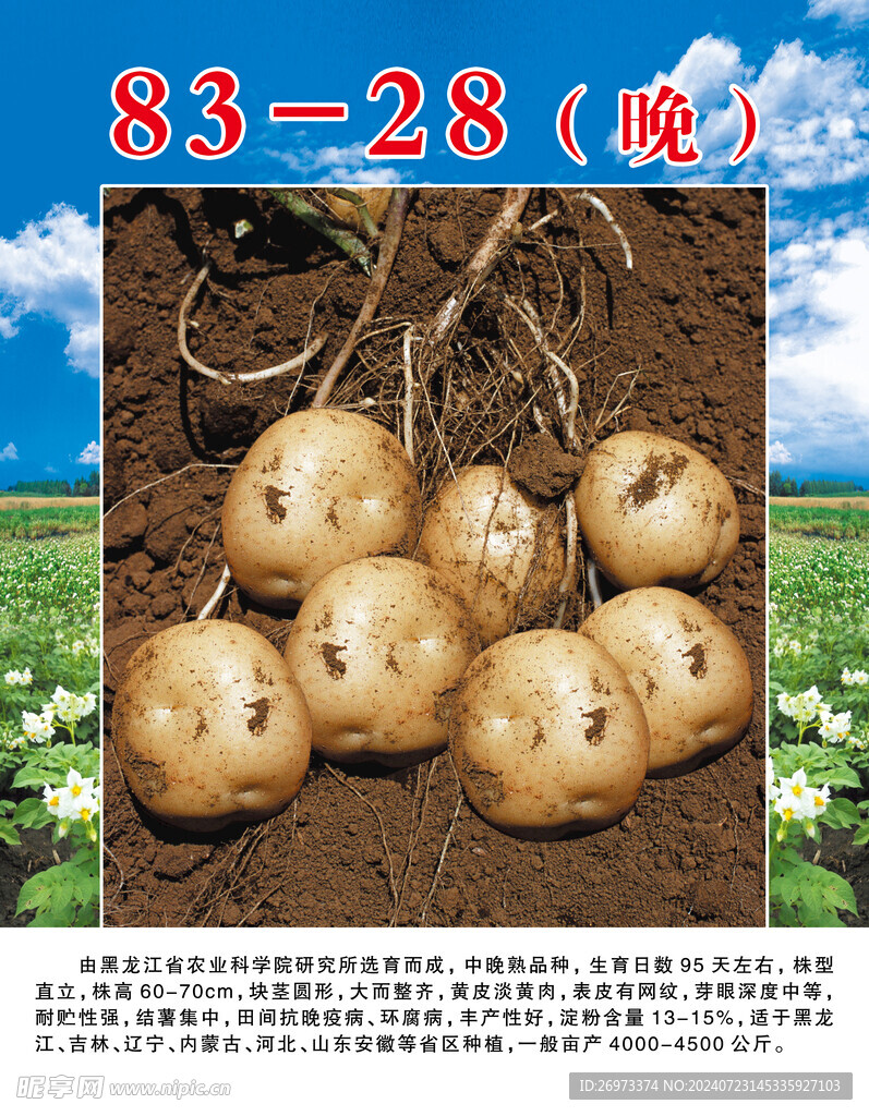 土豆海报