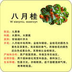 植物苗木花草简介牌桂花