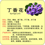 植物花草牌简介丁香花