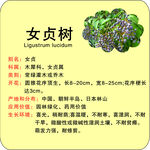 植物苗木简介牌女贞树
