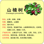 植物苗木简介牌山楂树