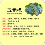 植物苗木简介牌五角枫