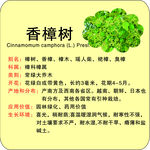 植物花草苗木牌香樟树