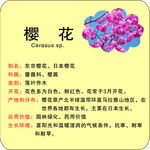 植物花草牌樱花