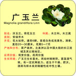 植物花草牌广玉兰