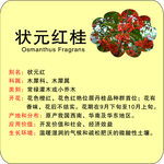 花草简介牌状元红桂花