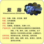 植物简介紫藤花