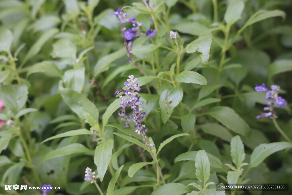 蓝花鼠尾草