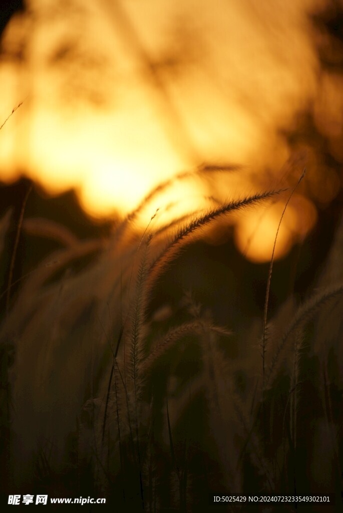 横屏   草伴夕阳