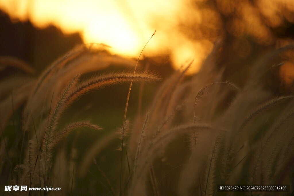 草伴夕阳