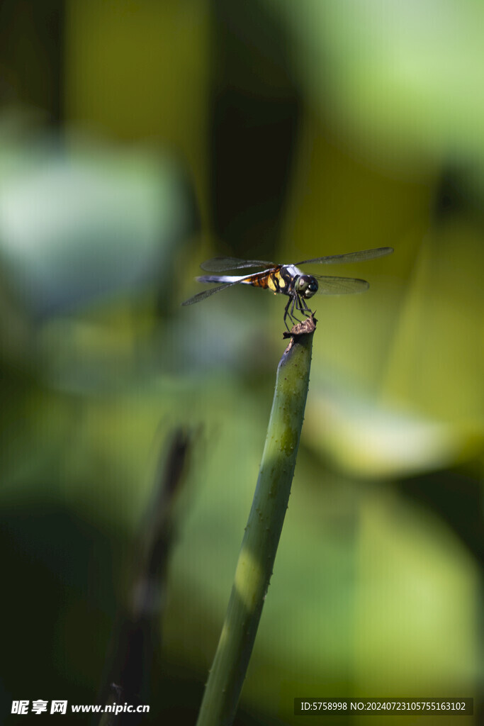 蜻蜓