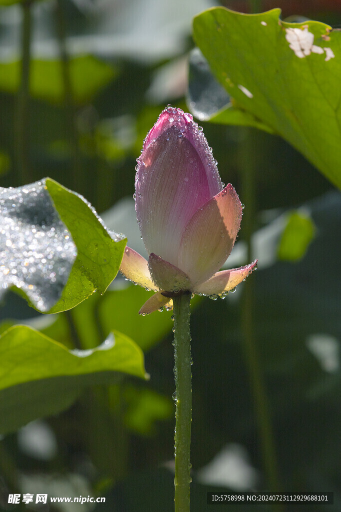 阳光雨后荷花