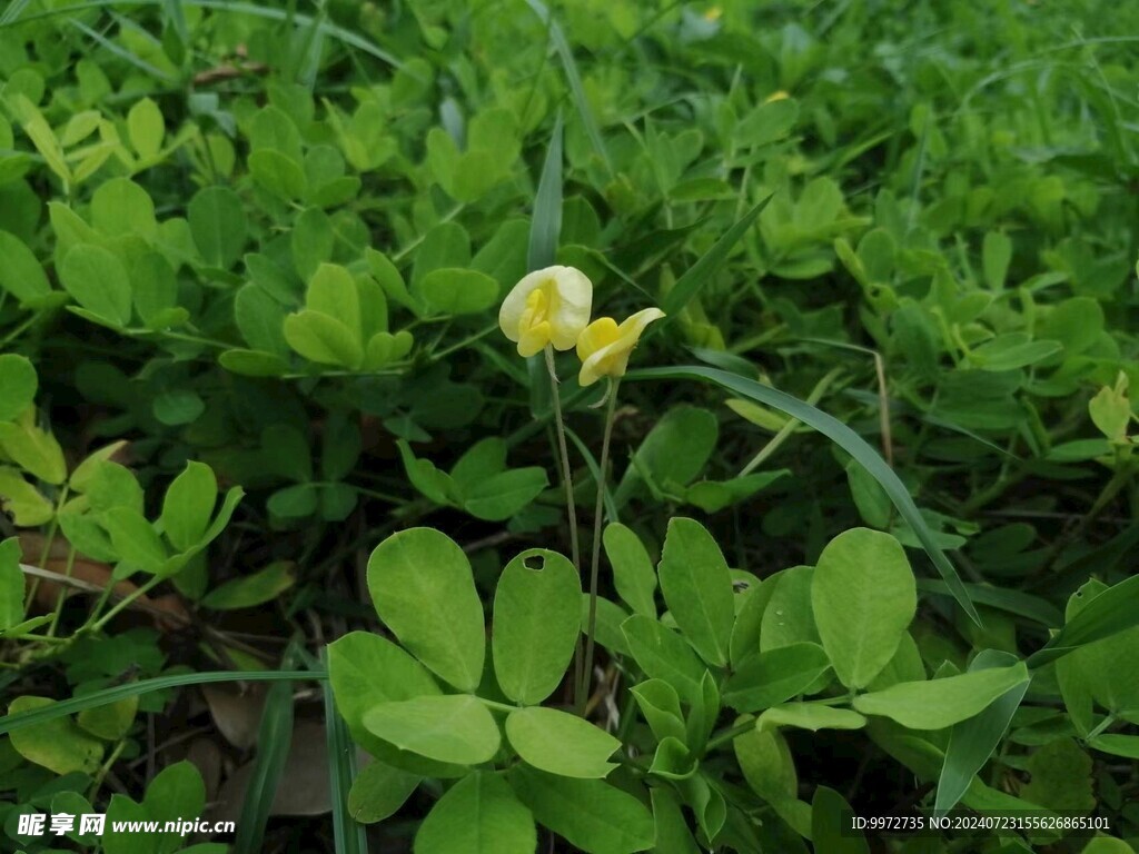 遍地黄金 蔓花生