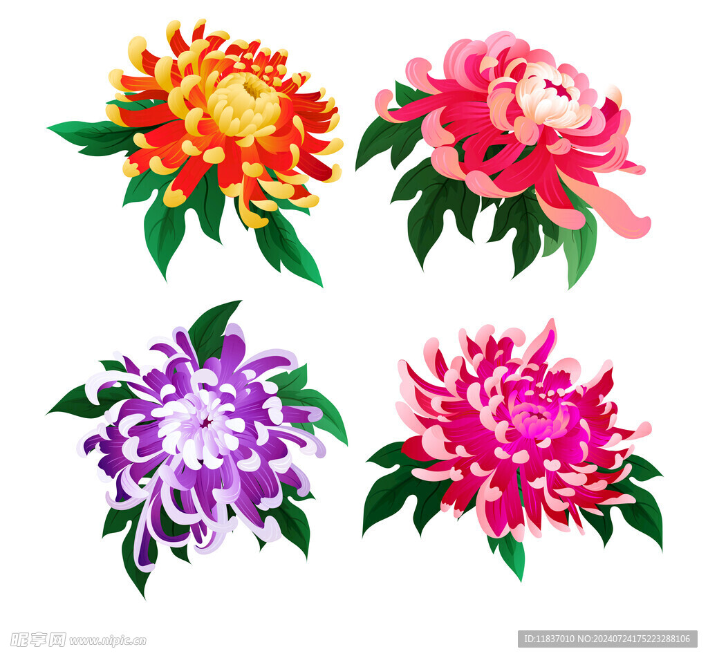 手绘菊花
