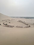 鸣沙山骆驼