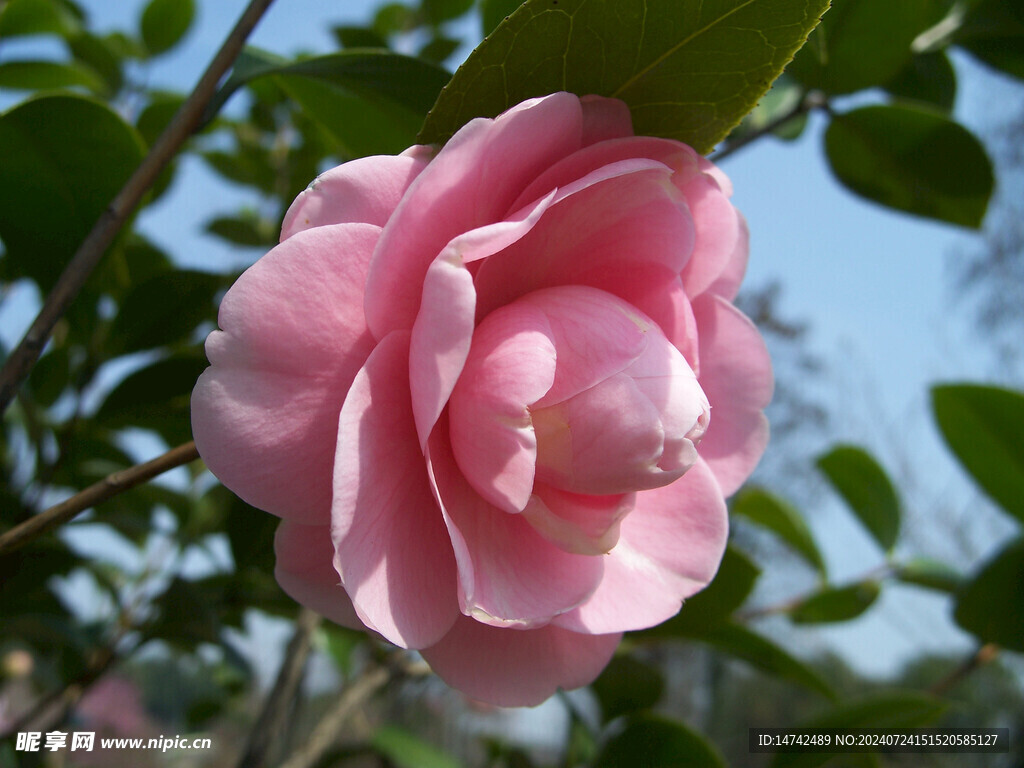 山茶花