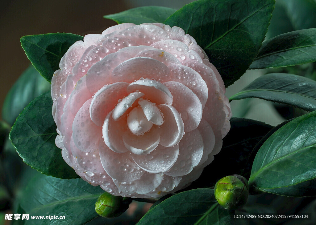茶花 