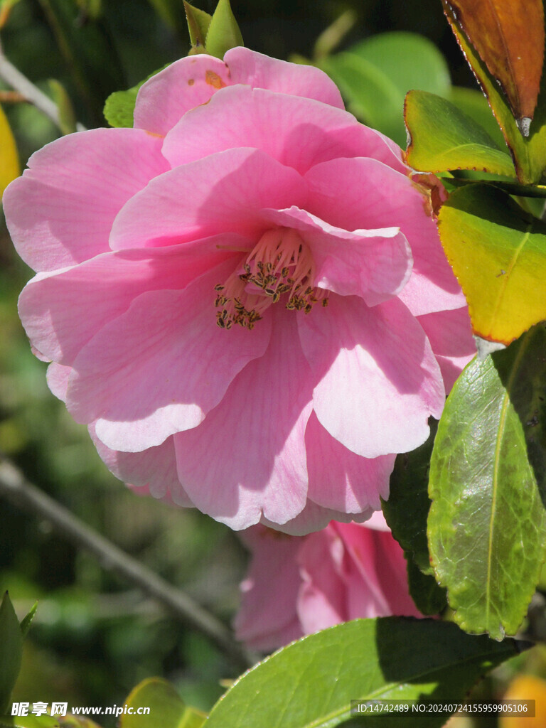 茶花