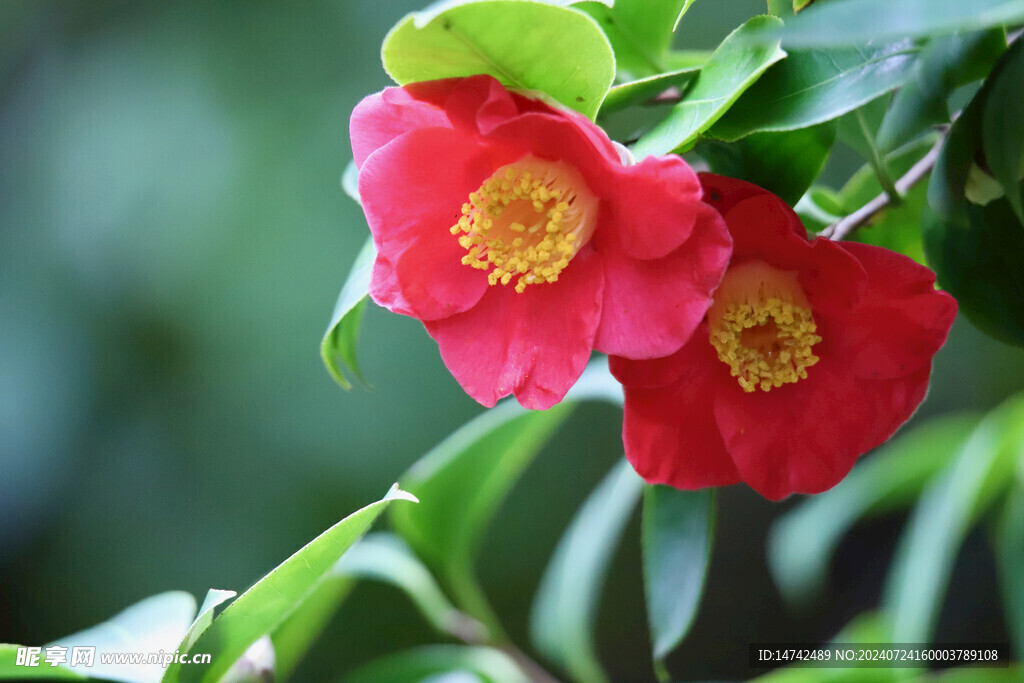 茶花 