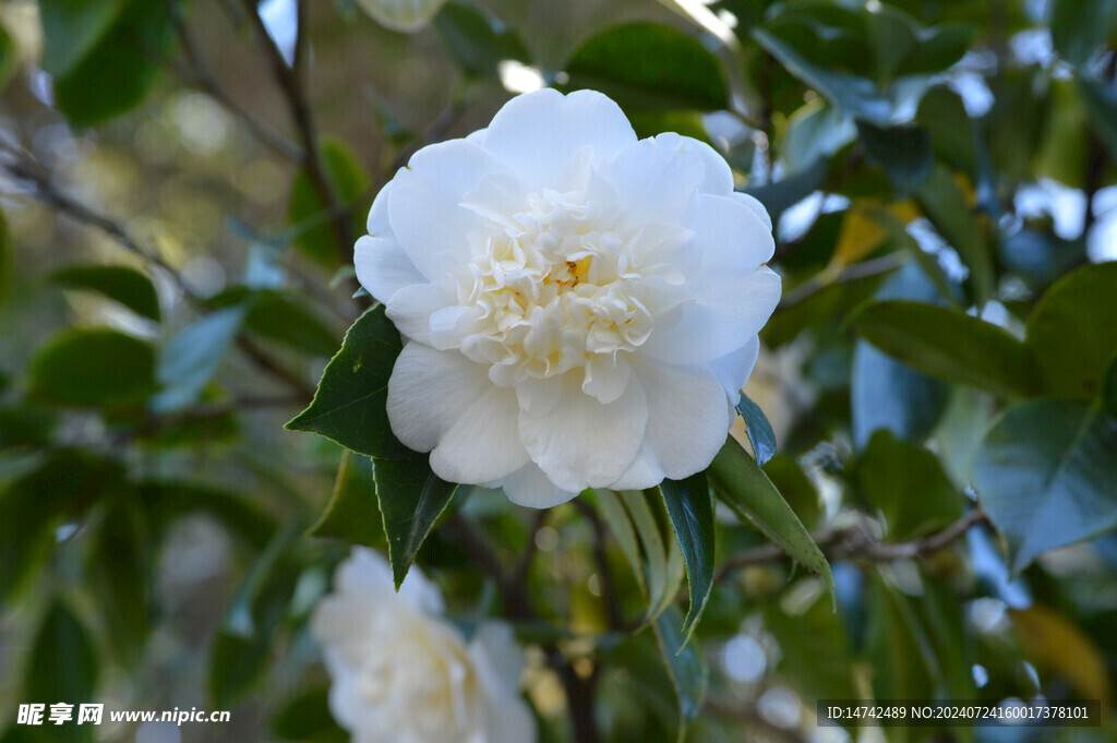 白茶花 