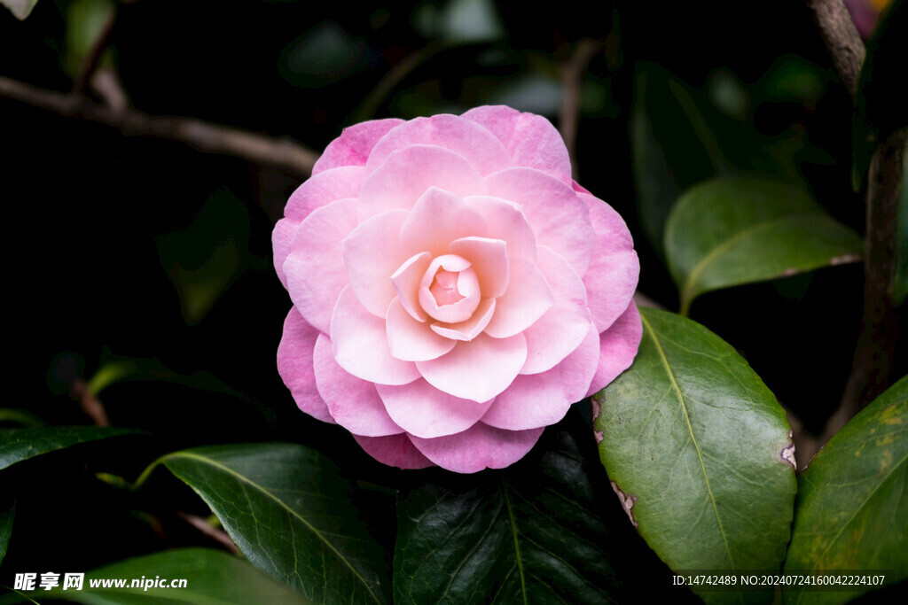 茶花 