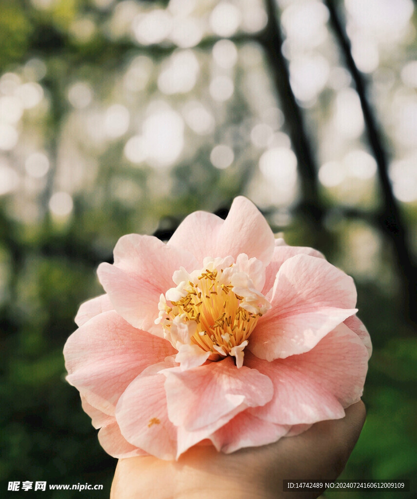 茶花