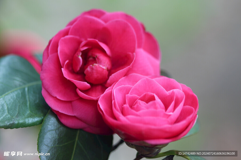 茶花