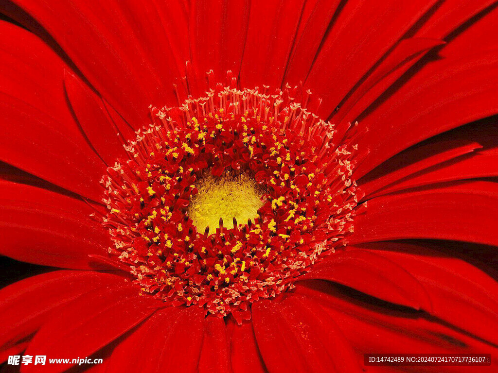 菊花特写