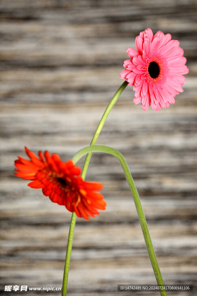 野菊花